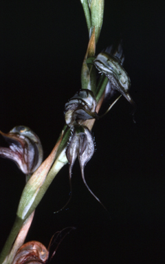 APII jpeg image of Pterostylis excelsa  © contact APII