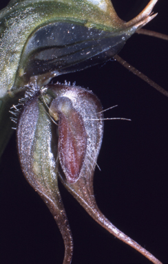 APII jpeg image of Pterostylis xerophila  © contact APII