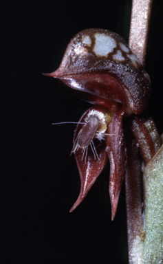 APII jpeg image of Pterostylis rufa  © contact APII