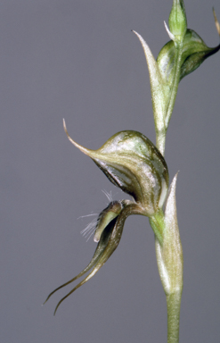 APII jpeg image of Pterostylis roensis  © contact APII