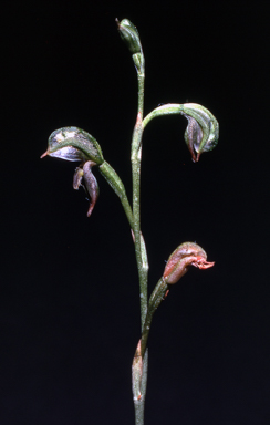 APII jpeg image of Pterostylis pusilla  © contact APII