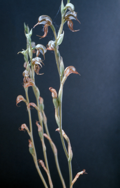 APII jpeg image of Pterostylis hamata  © contact APII
