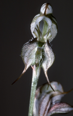 APII jpeg image of Pterostylis insectifera  © contact APII