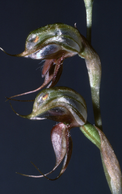 APII jpeg image of Pterostylis lingua  © contact APII