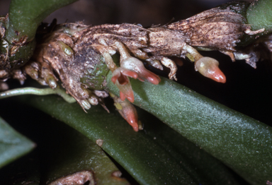 APII jpeg image of Bulbophyllum schillerianum  © contact APII