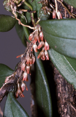 APII jpeg image of Bulbophyllum shepherdii  © contact APII