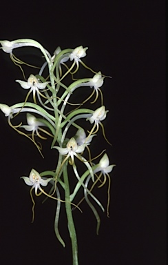 APII jpeg image of Habenaria triplonema  © contact APII