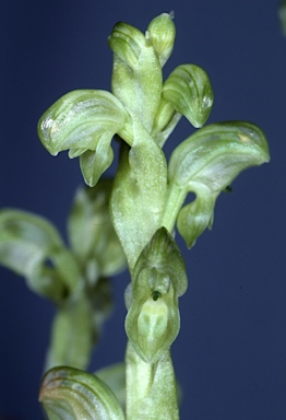 APII jpeg image of Pterostylis cycnocephala  © contact APII