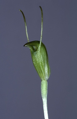 APII jpeg image of Pterostylis nana  © contact APII