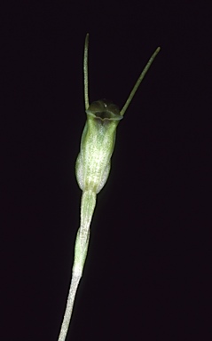 APII jpeg image of Pterostylis nana  © contact APII