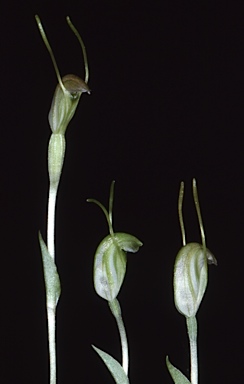 APII jpeg image of Pterostylis elegans  © contact APII