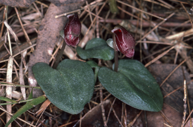 APII jpeg image of Corybas montanus  © contact APII