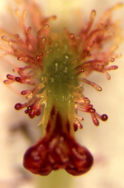 APII jpeg image of Arthrochilus radicalis  © contact APII