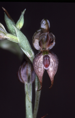 APII jpeg image of Pterostylis  © contact APII