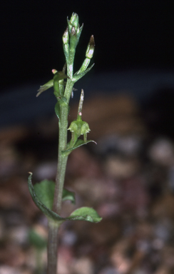 APII jpeg image of Stigmatodactylus sublestus  © contact APII