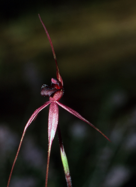 APII jpeg image of Caladenia branwhitei  © contact APII