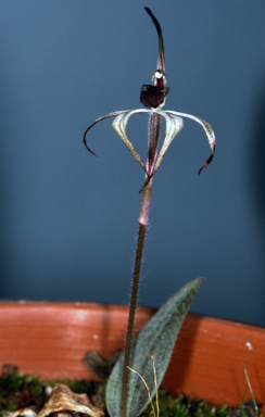 APII jpeg image of Caladenia drummondii  © contact APII