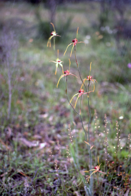APII jpeg image of Caladenia pectinata  © contact APII