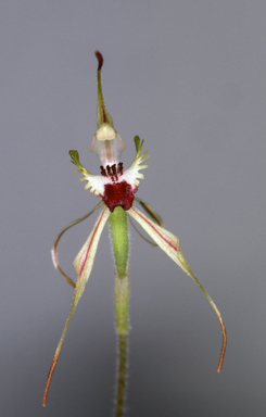 APII jpeg image of Caladenia phaeoclavia  © contact APII