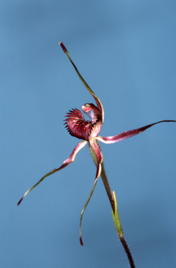 APII jpeg image of Caladenia reticulata  © contact APII