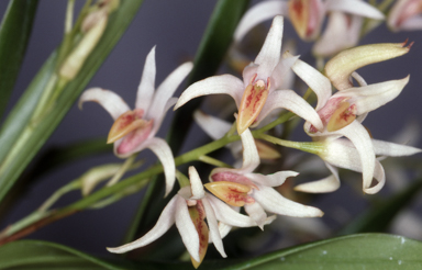 APII jpeg image of Dendrobium carrii  © contact APII