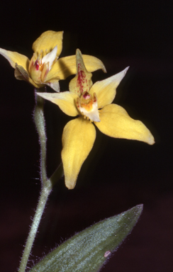 APII jpeg image of Caladenia flava  © contact APII