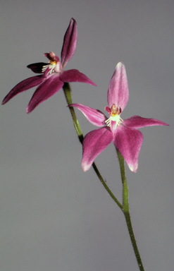 APII jpeg image of Caladenia latifolia  © contact APII