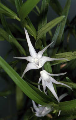 APII jpeg image of Grastidium tozerense  © contact APII