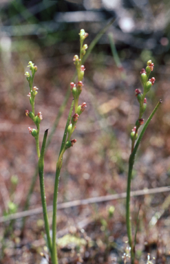 APII jpeg image of Microtis orbicularis  © contact APII