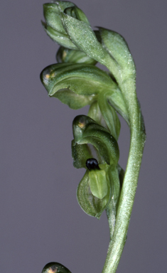 APII jpeg image of Pterostylis bicolor  © contact APII