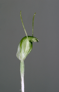 APII jpeg image of Pterostylis clavigera  © contact APII