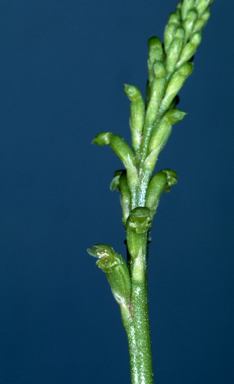 APII jpeg image of Microtis parviflora  © contact APII