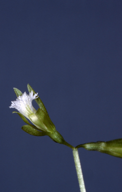 APII jpeg image of Nervilia peltata  © contact APII