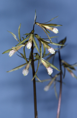 APII jpeg image of Nervilia aragoana  © contact APII