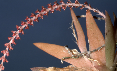 APII jpeg image of Oberonia palmicola  © contact APII