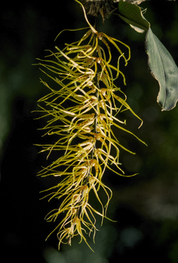 APII jpeg image of Rhinerrhiza divitiflora  © contact APII