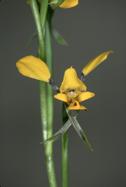 APII jpeg image of Diuris platichila  © contact APII