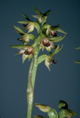 APII jpeg image of Corunastylis ciliata  © contact APII