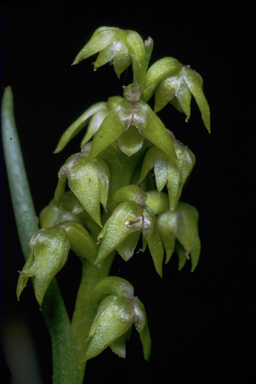 APII jpeg image of Corunastylis pumila  © contact APII