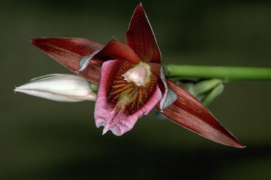 APII jpeg image of Phaius australis  © contact APII