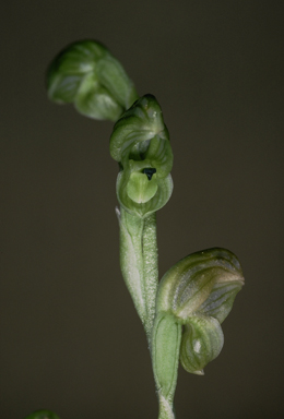 APII jpeg image of Hymenochilus muticus  © contact APII