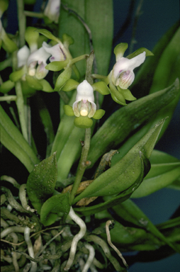 APII jpeg image of Sarcochilus australis  © contact APII