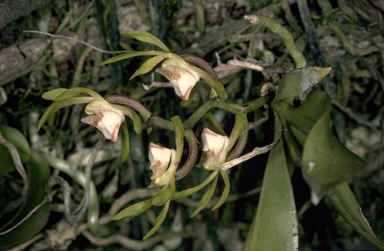 APII jpeg image of Sarcochilus olivaceus  © contact APII