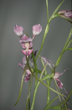 APII jpeg image of Diuris callitrophila  © contact APII