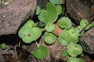 APII jpeg image of Corysanthes recurva  © contact APII