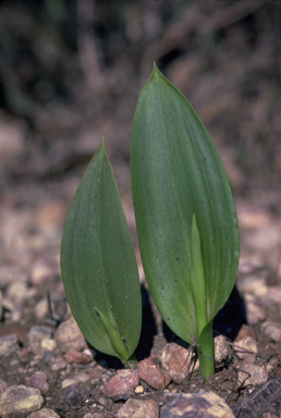 APII jpeg image of Thelymitra benthamiana  © contact APII