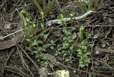 APII jpeg image of Petrorchis bicornis  © contact APII