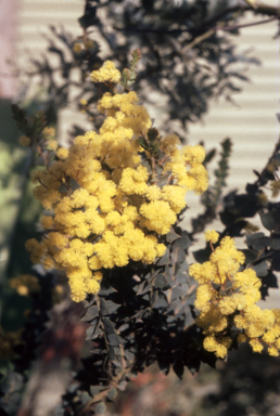 APII jpeg image of Acacia cultriformis  © contact APII
