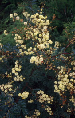 APII jpeg image of Acacia terminalis  © contact APII