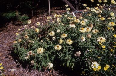 APII jpeg image of Xerochrysum bracteatum  © contact APII
